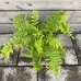 Dryopteris Filix mas (Stálozelená papraď samčia) - kont. C2L, výška 15-25 cm
